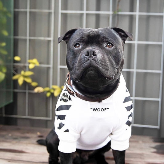 Cooler "WOOF" Sweater