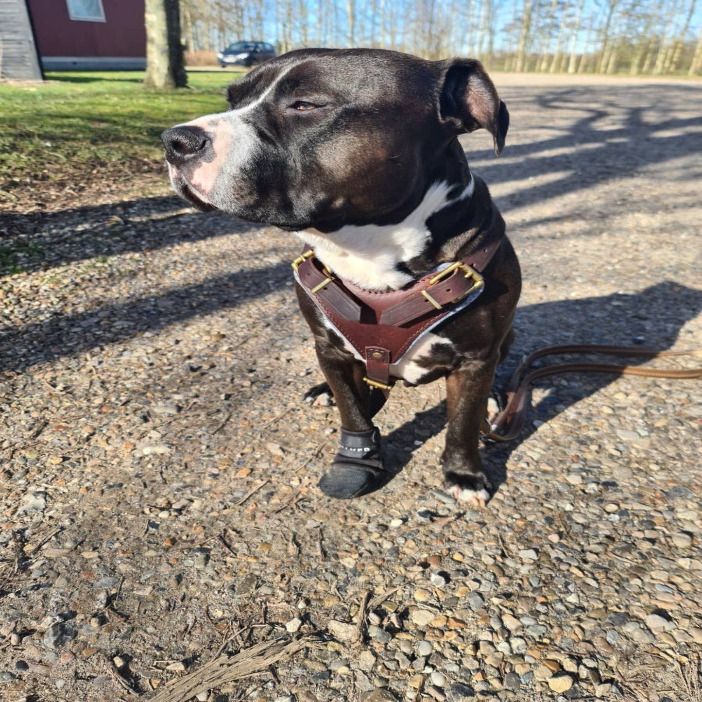 Leder Brustgeschirr